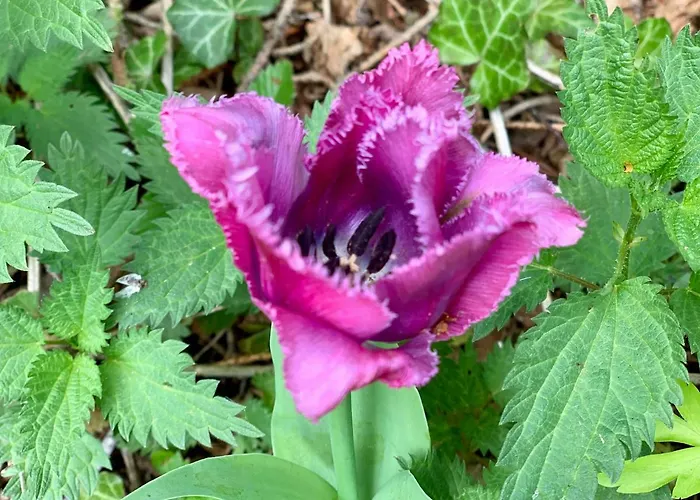 酒店 Quellenpark 3*